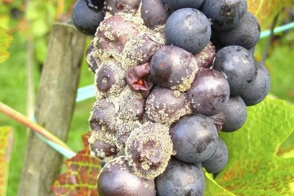 Серая гниль на винограде: как бороться, описание причин возникновения