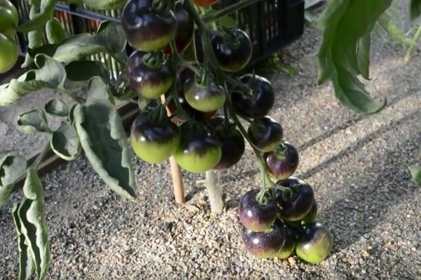 Томаты Черная гроздь: фото, характерные признаки