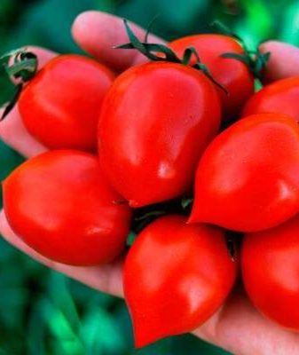 Томат Поцелуй герани (Geranium Kiss): характеристика и описание сорта Картофельный лист, отзывы об урожайности помидоров, видео и фото семян