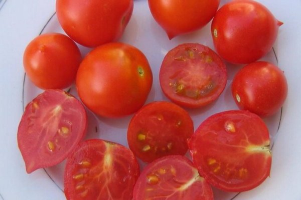 Поцелуй герани томат: фото, выращивание рассады