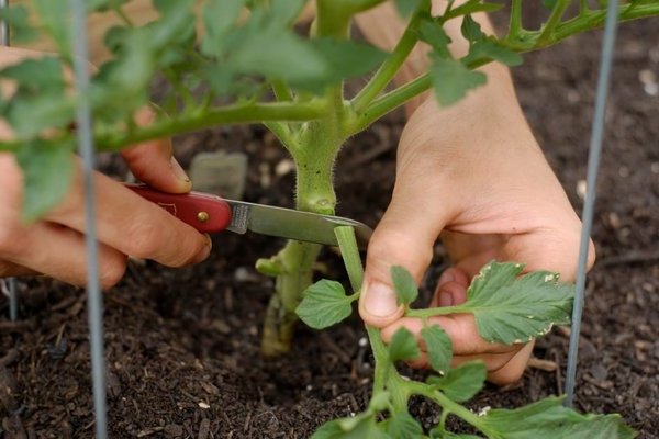 Томаты: обрывать ли нижние листья. Краткая информация о томатах