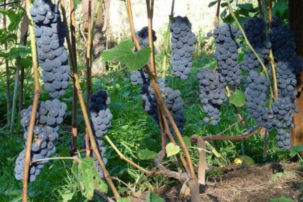 Виноград Альфа: описание правильной высадки