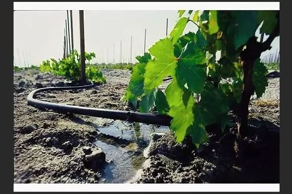 Сорт винограда Альфа: правила полива