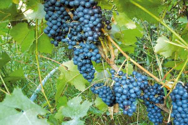 Виноград Амурский: описание сорта, характеристики