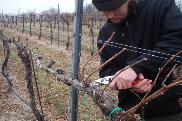 Сорт винограда Амурский: как ухаживать за лозой