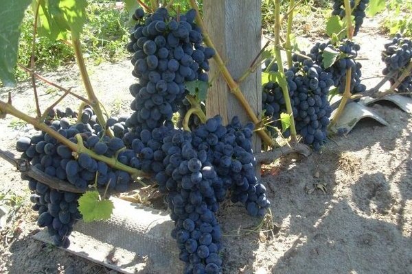 Виноград Чарли: описание сорта