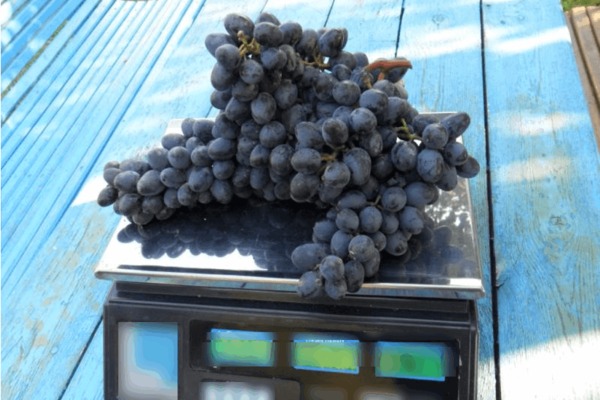 Сорт винограда чарли: о кистях и ягодах