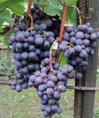 Описание и характеристики устойчивого винограда сорта Кардинал и выращивание