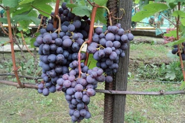 Как посадить сорт винограда Кардинал, уход за ним
