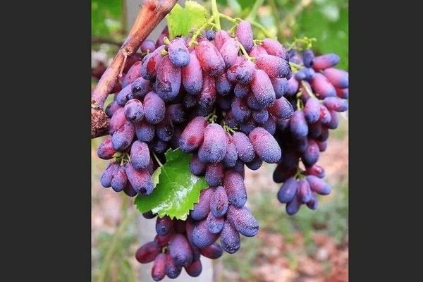 Сорт винограда Красотка: минусы и плюсы