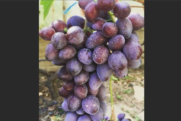 Виноград Красотка: описание сорта, краткая информация о винограде
