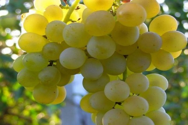 Виноград Кристалл: общие характеристики