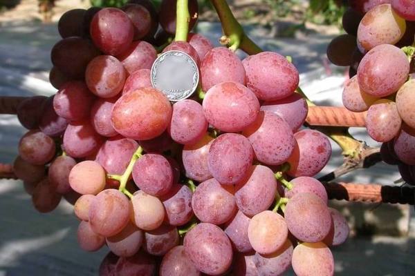 Виноград Ливия: описание сорта, полная характеристика