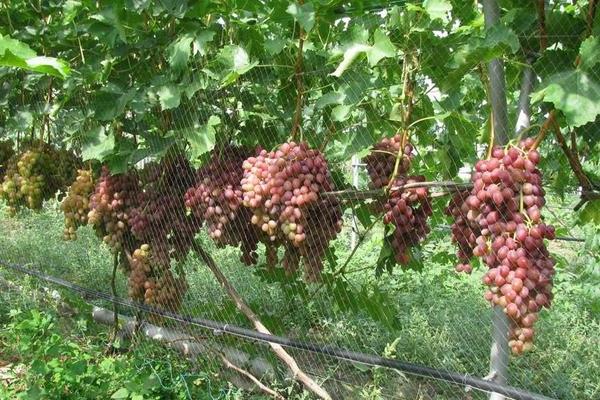 Виноград Ливия: размножение, посадка, полив