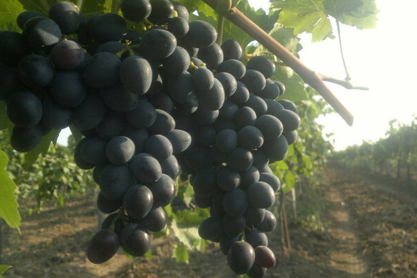 Виноград Молдова: описание сорта, фото