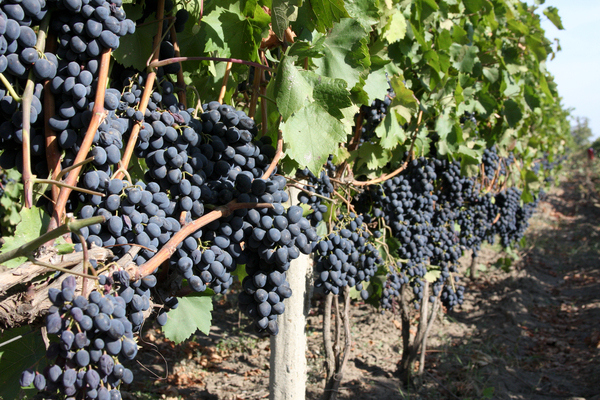 Сорт винограда Молдова: о правильном выращивании винограда