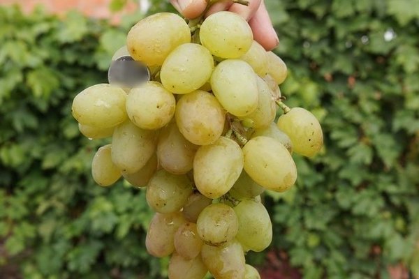 Виноград Монарх: описание сорта