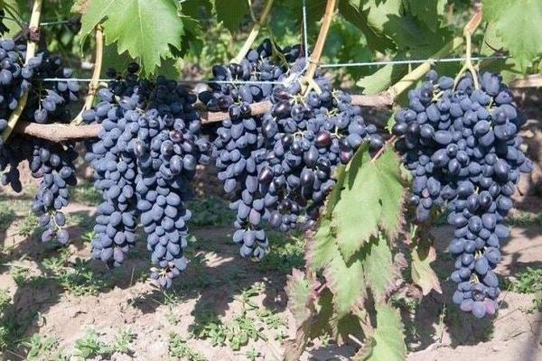 Надежда Азос виноград: описание гроздьев и плодов