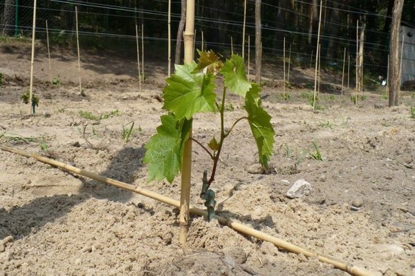 Как правильно сажать сорт винограда Платовский