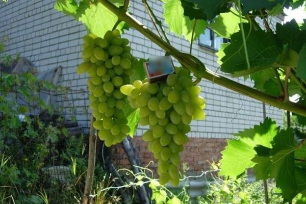 Виноград Плевен: описание сорта, правила посадки
