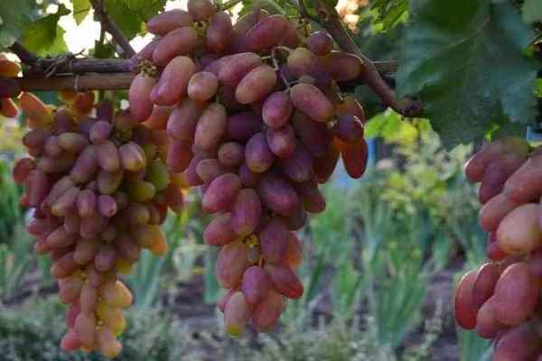 Виноград Преображение: описание сорта, правила выращивания