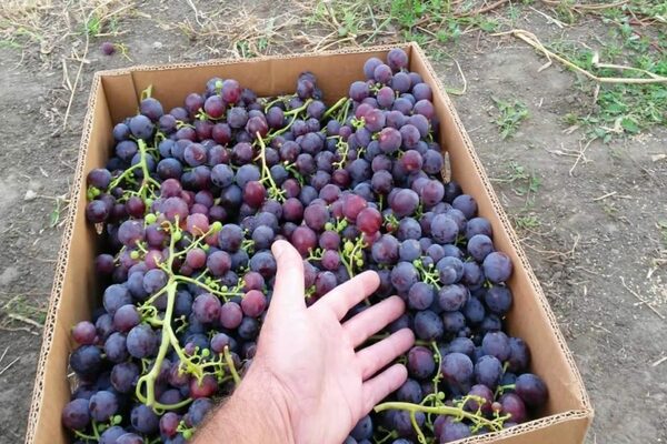 Виноград Рошфор: описание, краткая информация про виноград