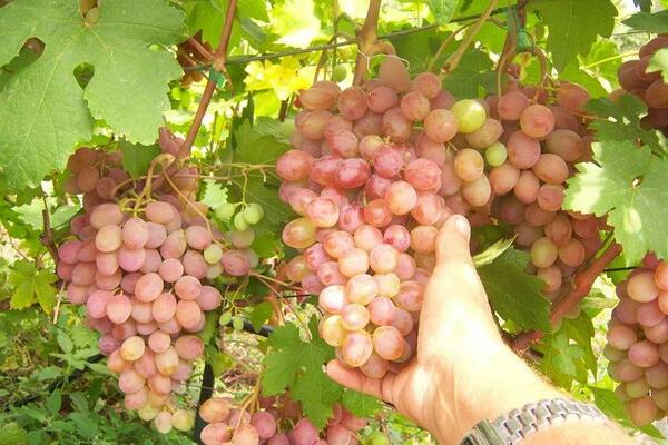 Виноград Румба: описание сорта, общая характеристика