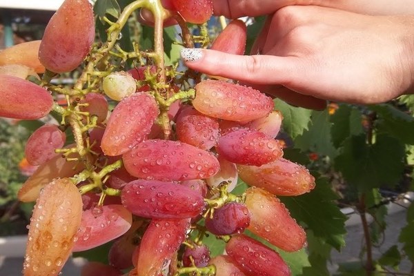 Какие недостатки имеет сорт винограда Сенсация