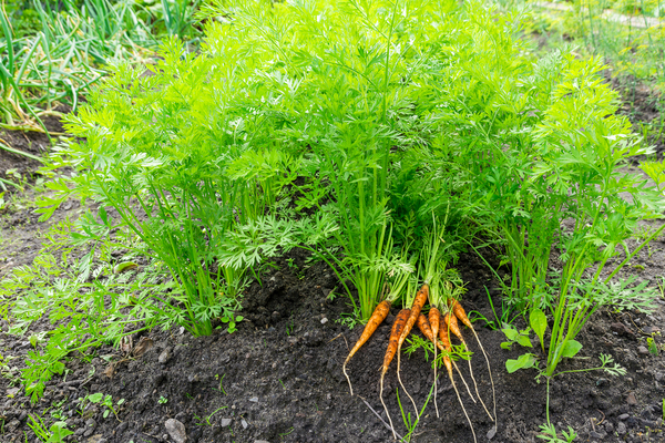всхожесть семян моркови