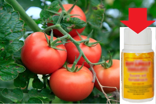 Чем полезна подкормка томатов янтарной кислотой