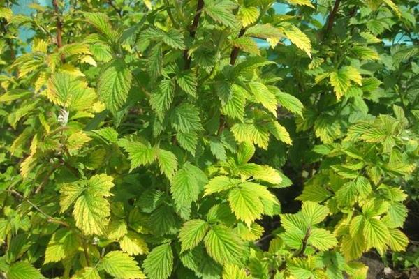 Желтеют листья смородины: ошибки в уходе и их устранение
