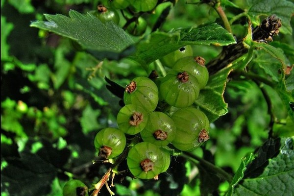 Смородина с зелеными ягодами сорта фото