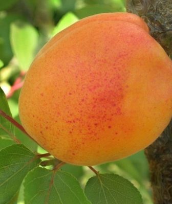 Описание сорта абрикосов Нью-Джерси характеристика урожайности и почему опадает завязь