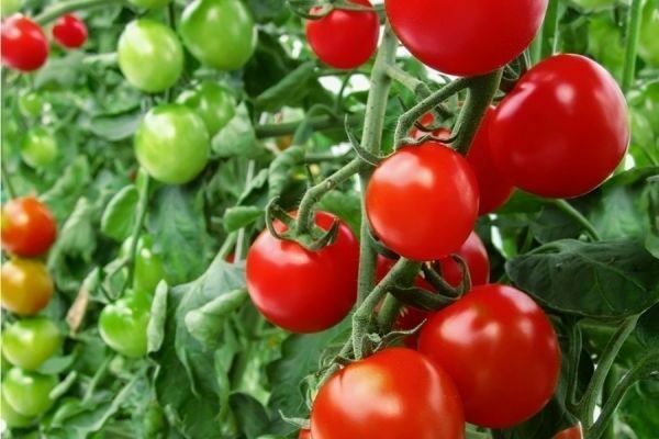 азотные удобрения для томатов