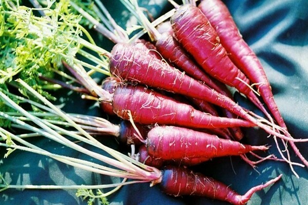 Фиолетовая морковь: сорта