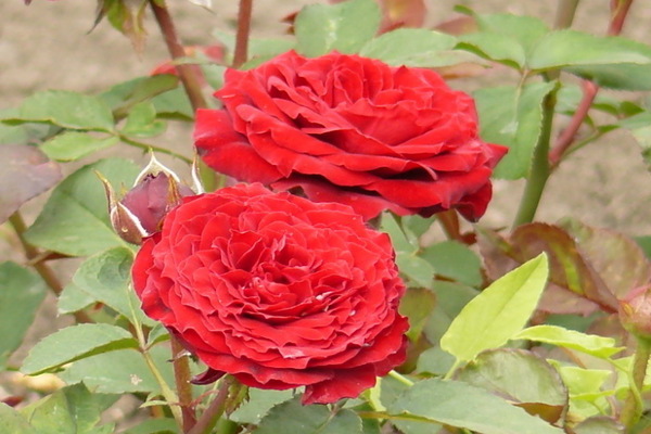 бордюрные розы