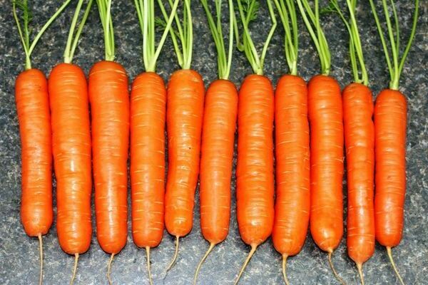 Ранние сорта моркови