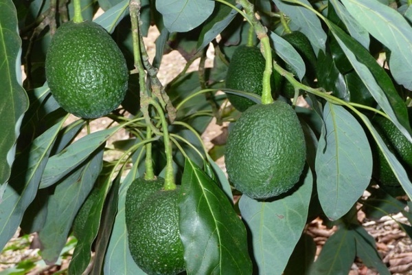 авокадо Хаас
