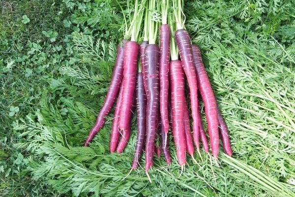 морковь фиолетовая сорта