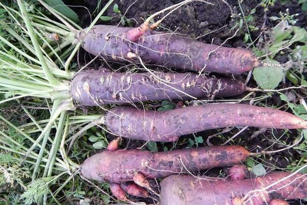 морковь фиолетового цвета