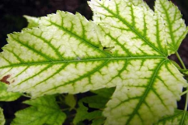 хлороз растений причины и лечение