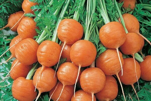 Описание сортов мини-моркови