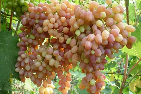 виноград кишмиш лучистый фото