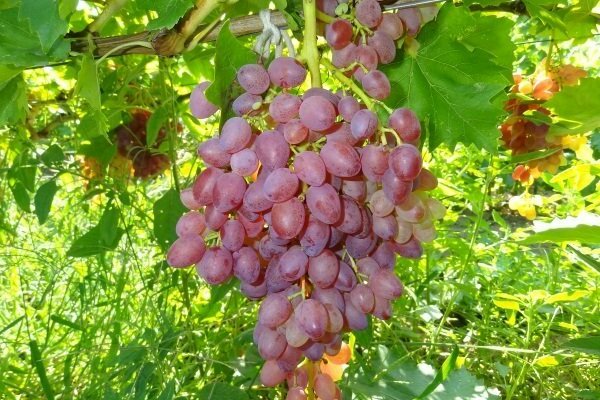 сорт винограда кишмиш лучистый