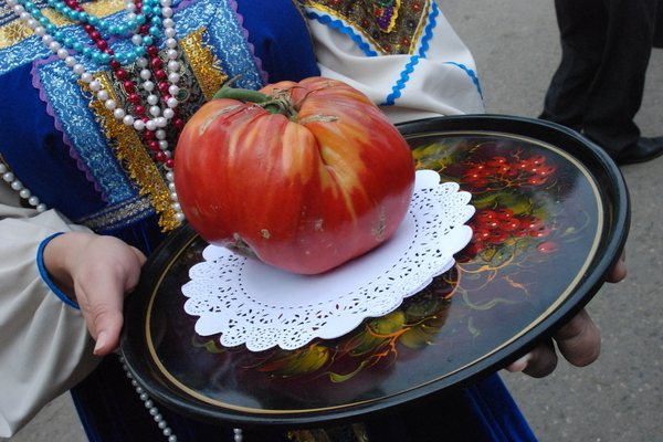 Минусинские сорта томатов: основные сведения