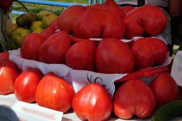 Минусинские сорта томатов: коротко про настоящих представителей