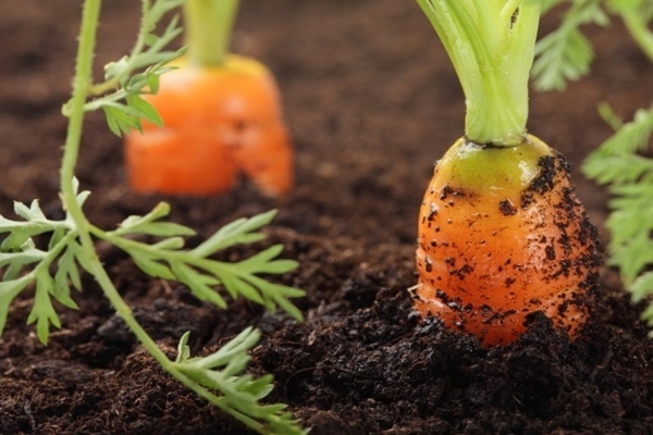 как вырастить морковь в открытом грунте