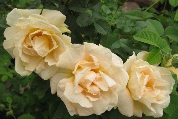 роза морщинистая сорта