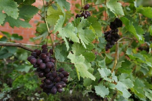 Сорта винограда укрывного типа