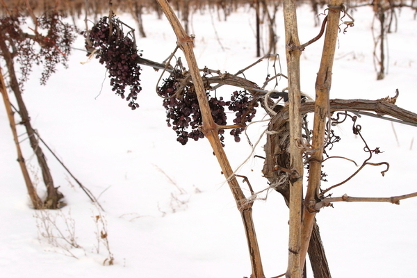 Неукрывной виноград: как выбрать сорт